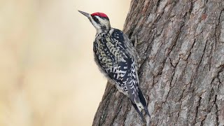 YellowBellied Sapsucker Sap Drilling Technique  USA [upl. by Essex]