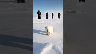 🐻‍❄️ Tiny Polar Bears Heartwarming Rescue 😍 PolarBearRescue WildlifeConservation ArcticAnimals [upl. by Yleme500]