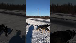 Dogsled travel dog snow [upl. by Llennyl762]