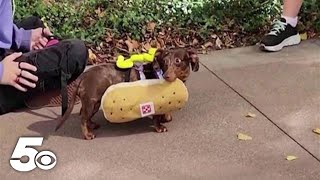 Dashing dachshunds try to win the wiener dog race [upl. by Asyla475]