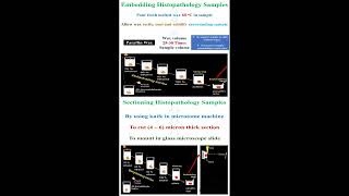 Embedding and Sectioning Histopathology Samples geneticteacher [upl. by Ydisahc279]