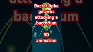 Bacteriophage virus attacking a bacterium 3D animation [upl. by Subocaj39]