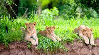 Green Season in Ruaha National Park [upl. by Jerusalem703]