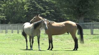 Monty Roberts Willing Partners™ Program Young Horses at Pasture 2011 [upl. by Ohare277]