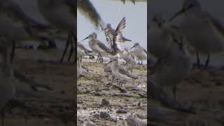 Welcome Migratory Birds mangrove birds migratorybirds nature wildlife [upl. by Edylc]