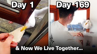 Feeding My Pet Seagull for 169 Days to Gain His Trust [upl. by Winnick]