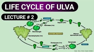 ULVA  LIFE CYCLE OF ULVA PROTOCTISTS AND FUNGI [upl. by Yellhsa86]