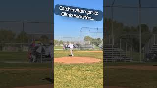 ⚾Catcher Climbs Backstop theofficialvu umpire pov [upl. by Fortunna]