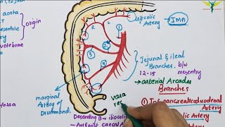 Superior Mesenteric ArterySMA  Course  Divisions  Termination [upl. by Adnilak]