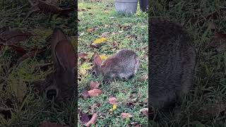 Eastern Cottontail In An Alabama Garden Comes To Say Hi nature easterncottontail wildlife [upl. by Rebhun]