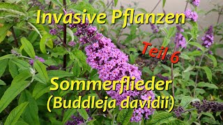 Invasive Pflanzen  Teil 6  Sommerflieder [upl. by Travus734]