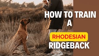 How to train a Rhodesian Ridgeback [upl. by Eikcim178]