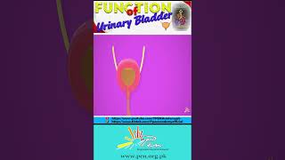 Function of Urinary bladder I How Urinary bladder works I Biology lecture5 [upl. by Oznola]