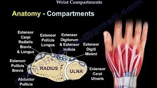 Conditions Affecting Dorsal Wrist Compartments  Everything You Need To Know  Dr Nabil Ebraheim [upl. by Michey]