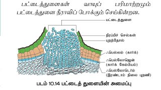 Lenticels பட்டை துளைகள் [upl. by Eilrebmik]