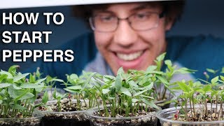 How to Germinate Pepper Seeds INCREDIBLY QUICK with 99 Germination [upl. by Fugazy]