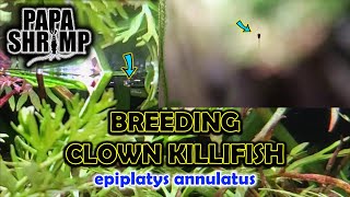 HOW I BRED CLOWN KILLIFISH  THREE GENERATIONS OF FISH [upl. by O'Hara751]