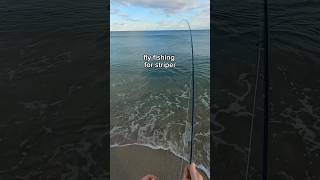 fly fishing for striper last weekend in Jersey flyfish [upl. by Durand419]