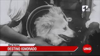 La historia de Laika la perra comunista que murió rostizada en el espacio [upl. by Elly]