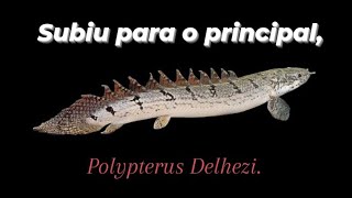 Chegou o dia do Polypterus Delhezi subir para o principal [upl. by Ahseim]