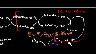 Biochemistry  Cytochrome c Oxidase Complex IV [upl. by Esikram395]