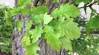 Sessile oak Quercus petraea  leaves  May 2018 [upl. by Nemaj]