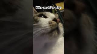 Kitty caught lagging meme funny shorts [upl. by Lrad]