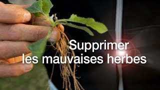 Tutoriels pelouse  9  Comment supprimer les mauvaises herbes [upl. by Hplodnar]