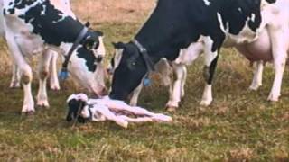 cow calving [upl. by Imogene565]