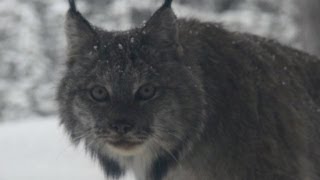 Banff National Park Wild Images  Lynx at Deer Lodge [upl. by Adnorhs]