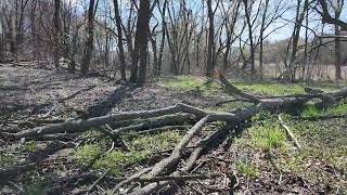 Chickweed silvopasture and a spring [upl. by Yxor]