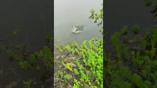 Fishing for large crucian carp by aquatic plants 鱼人 realoutdoor fishing wild fishing crucian ca [upl. by Constantin]