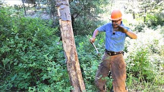 Wranglerstar Finds Scary Surprise Inside Tree [upl. by Seessel]