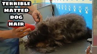 Terrible matted dog hair full shaveDown [upl. by Kunz]