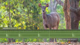 Sambar Deer Sound amp Call [upl. by Duma]