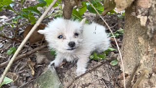 With eyes filled with tears the exhausted puppy curled up on the mountain waiting for help [upl. by Yssim]