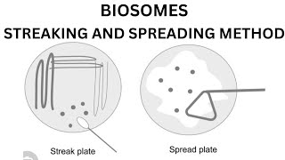 Streaking and spreading method  MicrobiologyBiotechnology Practical methodLab method [upl. by Nylirak725]