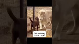 Что за титул у этого пса🔥🐕 shortvideoшортсытрендытопчикживотныелев [upl. by Caughey]