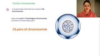 Chromosomes haploid amp diploid [upl. by Imuyam]