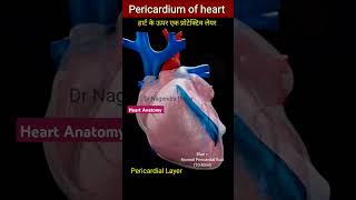 Outer Layer of heart l Pericardium l Pericardial Fluid l हार्ट कि कवरिंग echo shorts [upl. by Feodor]