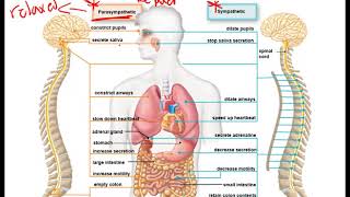 Overview of Nervous System [upl. by Bortman588]