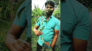 💞panjumittai sela katti tamiloldgold shortsfeed trending viralshortsfeed lovesongytshorts [upl. by Ecnahc]