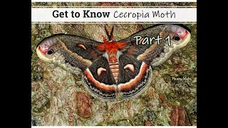 Get to Know the Cecropia Moth  Part 1 [upl. by Geof]