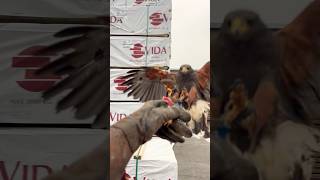 Harris hawk clears gulls [upl. by Lockwood]