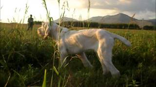 Spinone italiano starna 11 [upl. by Julienne]