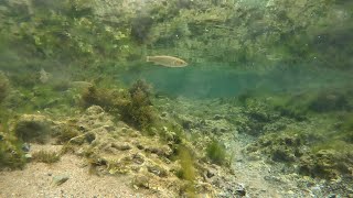 30 MINUTES of rockpool fish swimming to peaceful music 4K  Skhirat Morocco [upl. by Thorner]