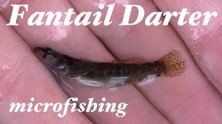 Fantail Darter MicroFishing in North Carolina [upl. by Ponton]