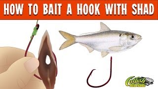 How To Bait A Hook With Shad For Catfishing [upl. by Gnagflow]