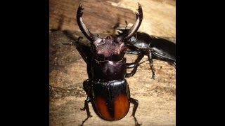 Hexarthrius parryi paradoxus  Stag Beetle  Hirschkäfer [upl. by Barolet]