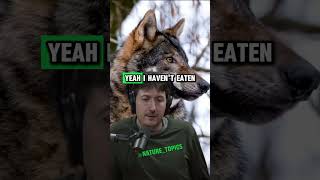 Eating Wolf Meat Glenn Villeneuves Wilderness Survival Story  Joe Rogan Experience shorts jre [upl. by Ailimat]